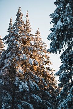 Sonnenuntergangslicht auf eingeschneite Bäume von Hendrik Zahn