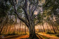 Impressive tree