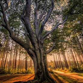 Un arbre impressionnant sur Arnold Loorbach Photography