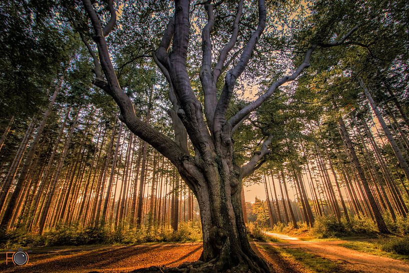 Impressive tree by Arnold Loorbach Photography