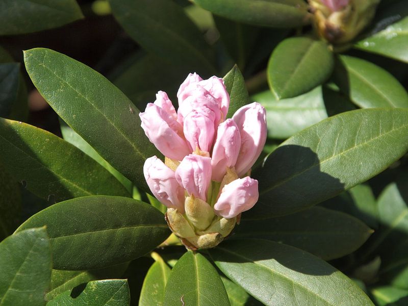 Rodondendron in de knop van Annie Lausberg-Pater