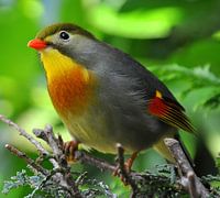 Japanese nightingale