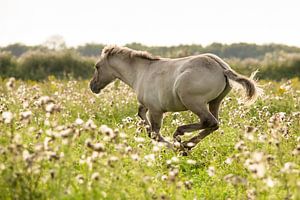 Horse | Running konik horse 2 - Oostvaardersplassen sur Servan Ott