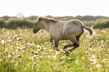 Paard | Rennend konikpaard 2 - Oostvaardersplassen van Servan Ott