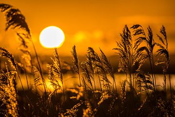 Zonsondergang door het riet in Friesland van Jeroen van Deel