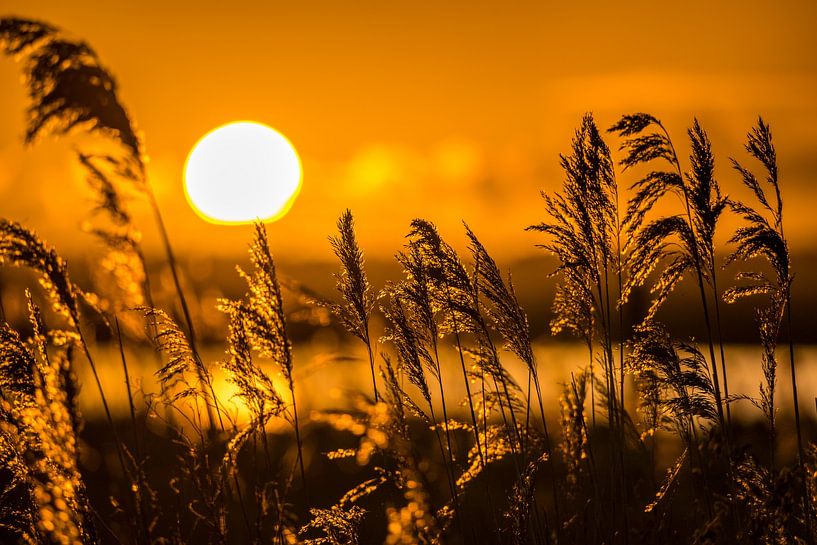 Sunset through the reeds in Friesland by Jeroen van Deel