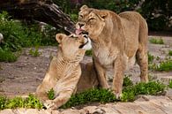 Leeuwinnen strelen, likken en kussen. Twee leeuwenvriendinnen zijn grote mooie katten op een achterg van Michael Semenov thumbnail