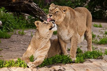 Lionesses caress, lick and kiss. Two lioness girlfriends are big beautiful cats on a background of g by Michael Semenov