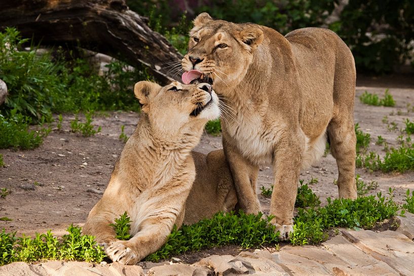 Leeuwinnen strelen, likken en kussen. Twee leeuwenvriendinnen zijn grote mooie katten op een achterg van Michael Semenov
