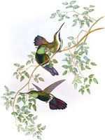 Grün-kehliger Mango, John Gould