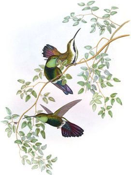 Green-Throated Mango, John Gould van Hummingbirds