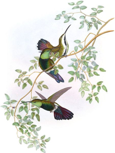 Grün-kehliger Mango, John Gould von Hummingbirds