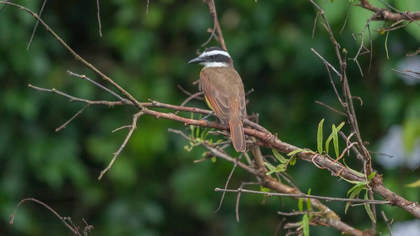 Large kiskadie by Maarten Verhees
