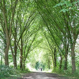 Wandelpad in het bos, de bomen omlijsten het pad als een kathedraal van Miranda van Hulst