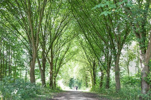 Fußweg im Wald, die Bäume umrahmen den Weg wie eine Kathedrale von Miranda van Hulst