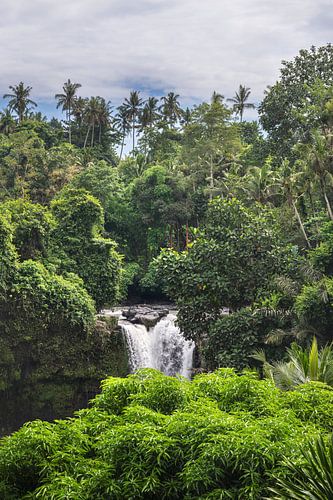 Jungle verte avec chute d'eau à Bali