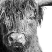 Schotse Hooglander in zwart-wit