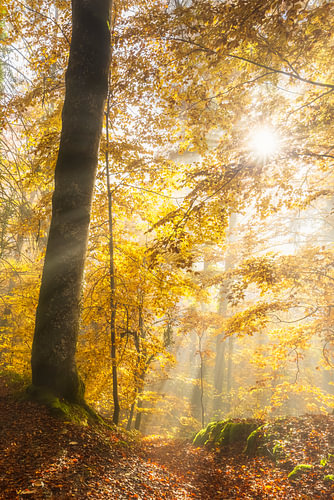 Een door licht doordrongen herfstbos