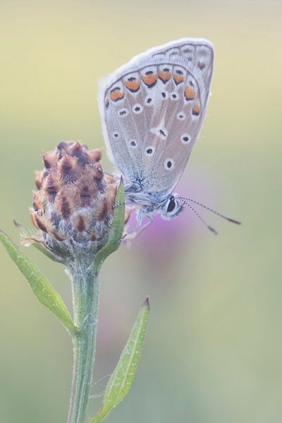 soft by Marleen Baas