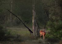 Hirsche am frühen Morgen