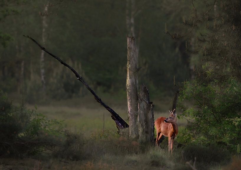 Deer in the early morning by Jolanda Stam