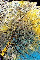 Yellow tree ripple reflections