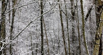 Winterbos van Thomas Jäger