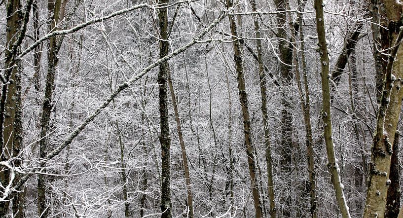 Winterwald von Thomas Jäger