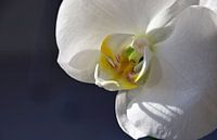 Weiße Orchidee von Ingrid Bargeman Miniaturansicht