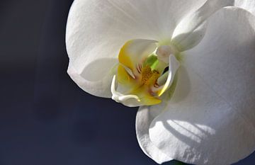 Witte orchidee van Ingrid Bargeman