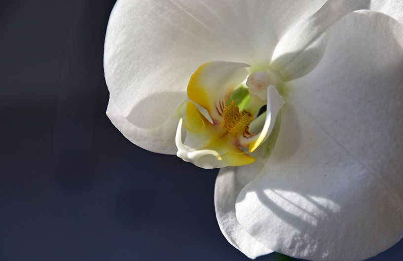 Weiße Orchidee von Ingrid Bargeman