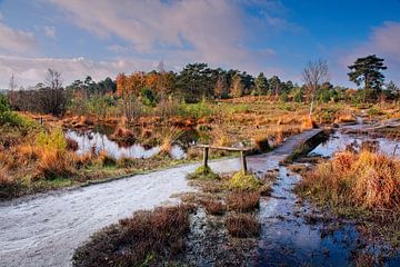 Herbst auf der Roode Beek @ Brunssummerheide von Rob Boon