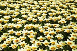 Keukenhof by Wendy Bierings