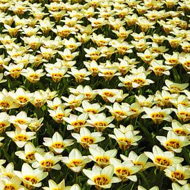 Keukenhof van Wendy Bierings