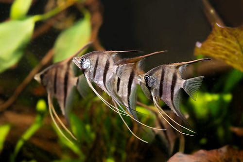 Red-backed scalar/angelfish by Thomas Herzog