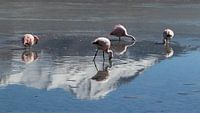 Flamingos im Salzsee von Marieke Funke Miniaturansicht