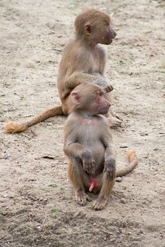 twee kleine apen 