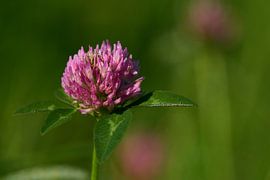 Wiesenklee mit Tautropfen von Karin Jähne
