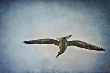 Flying by AD DESIGN Photo & PhotoArt