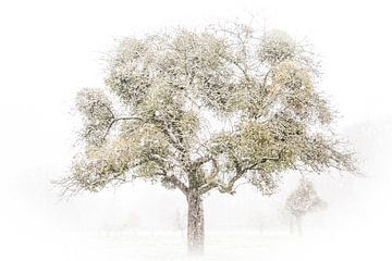 Appelboom met maretak van Guido Rooseleer