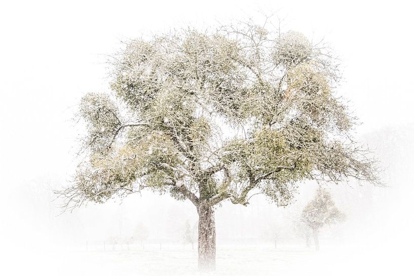 Apple tree with mistletoe by Guido Rooseleer