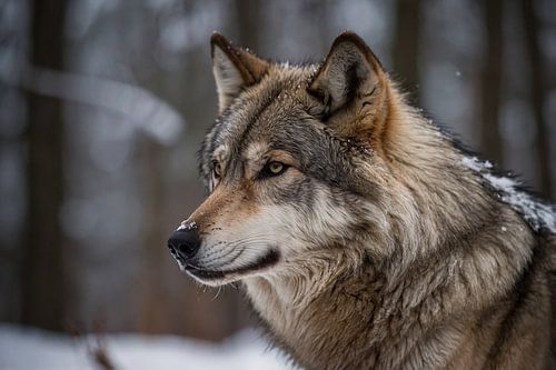 Prachtige close-up foto van een wolf