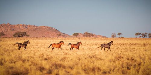 Wilde paarden van Aus