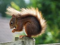 eekhoorn in het zonnetje