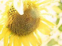 Sunny days 3