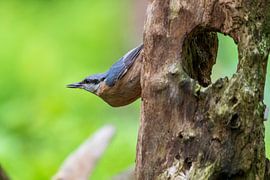 The nuthatch by Merijn Loch