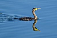 Geweldige weerspiegeling in het water