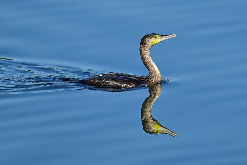 Great reflection in the water by Bernhard Kaiser
