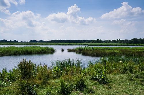 Landschap met moerassen in de Weerribben bij Giethoorn