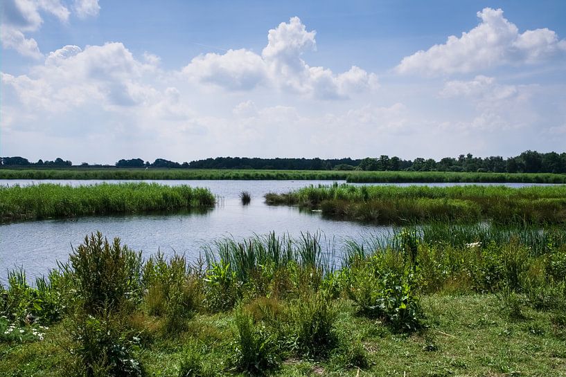 Landscape with swamps in the Weerribben near Giethoorn by Henk Vrieselaar